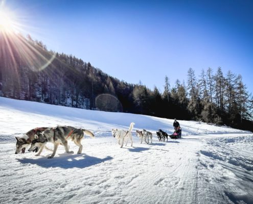 kevin-bessat-3ClqfPlkbkk-unsplash Chiens de traîneau-Activité-Courchevel 1850