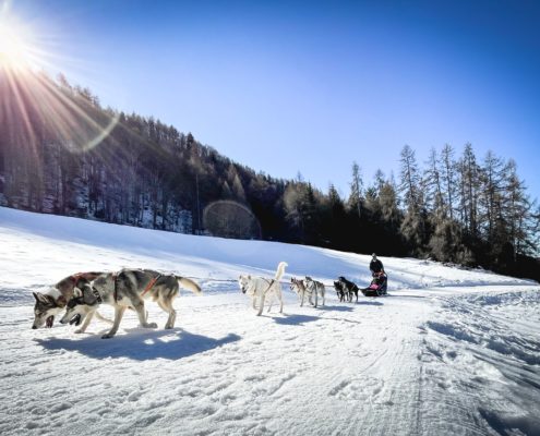 Chiens de traîneau-Activité-Courchevel 1850